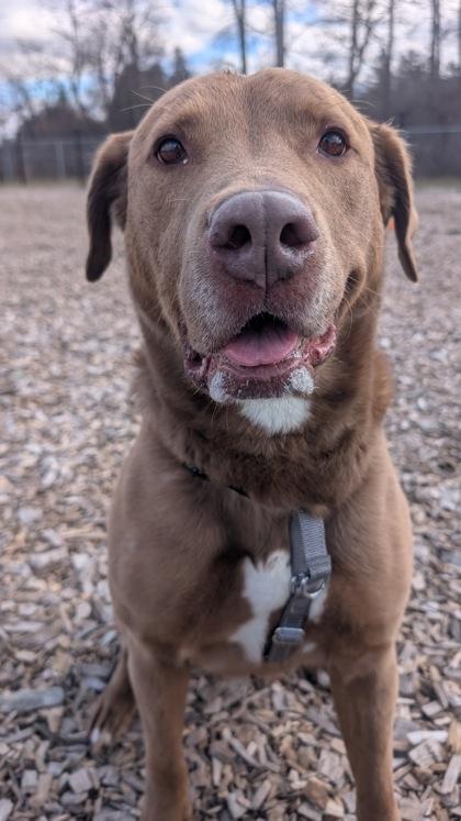 Sadie, Adopted, Adult Female Labrador Retriever.