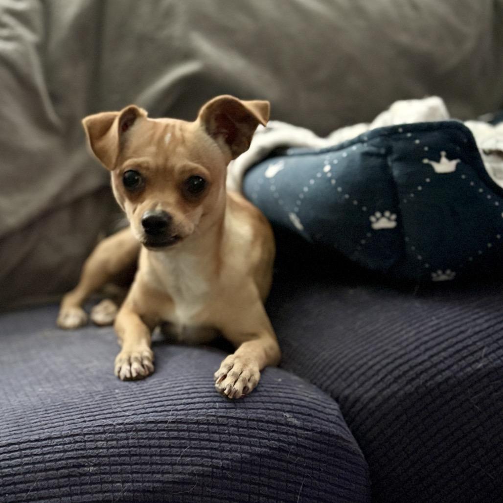 Eggnog, a Adoptable mixed breed in Katy, TX image 1/3