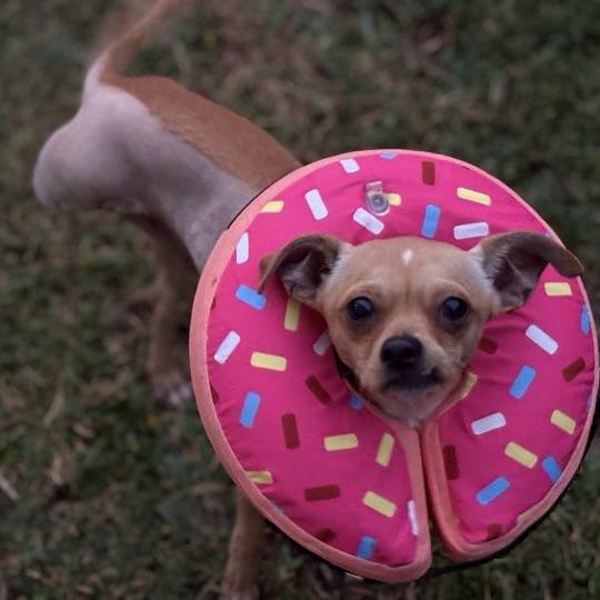 Eggnog, a Adoptable mixed breed in Katy, TX image 2/3