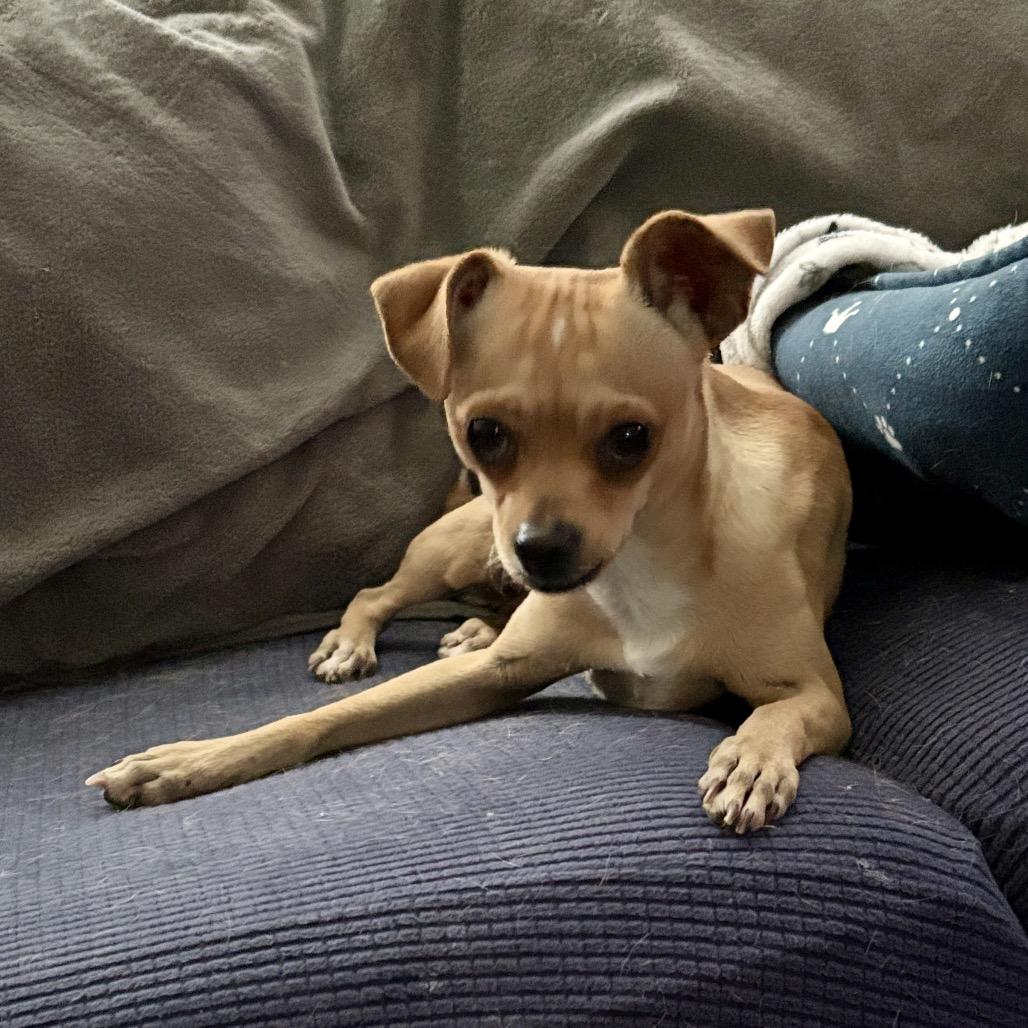 Eggnog, a Adoptable mixed breed in Katy, TX image 3/3