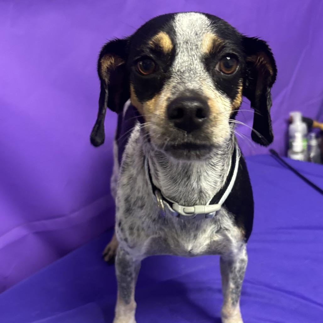 Enlarge Tilaka, a Adoptable mixed breed in North Myrtle Beach, SC image 1/1