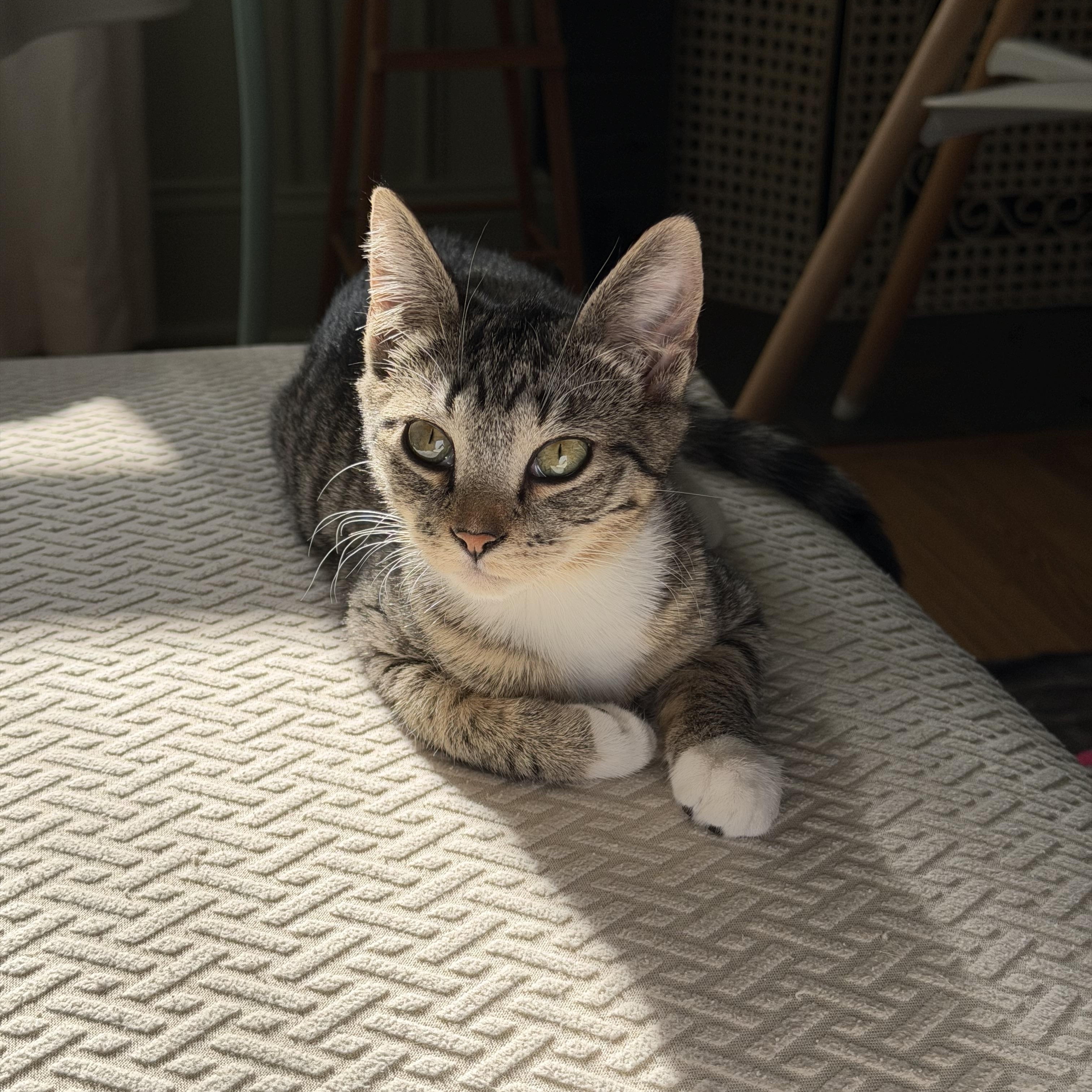 Enlarge Treasure, a ADOPTABLE Tabby in Brick, NJ image 2/5