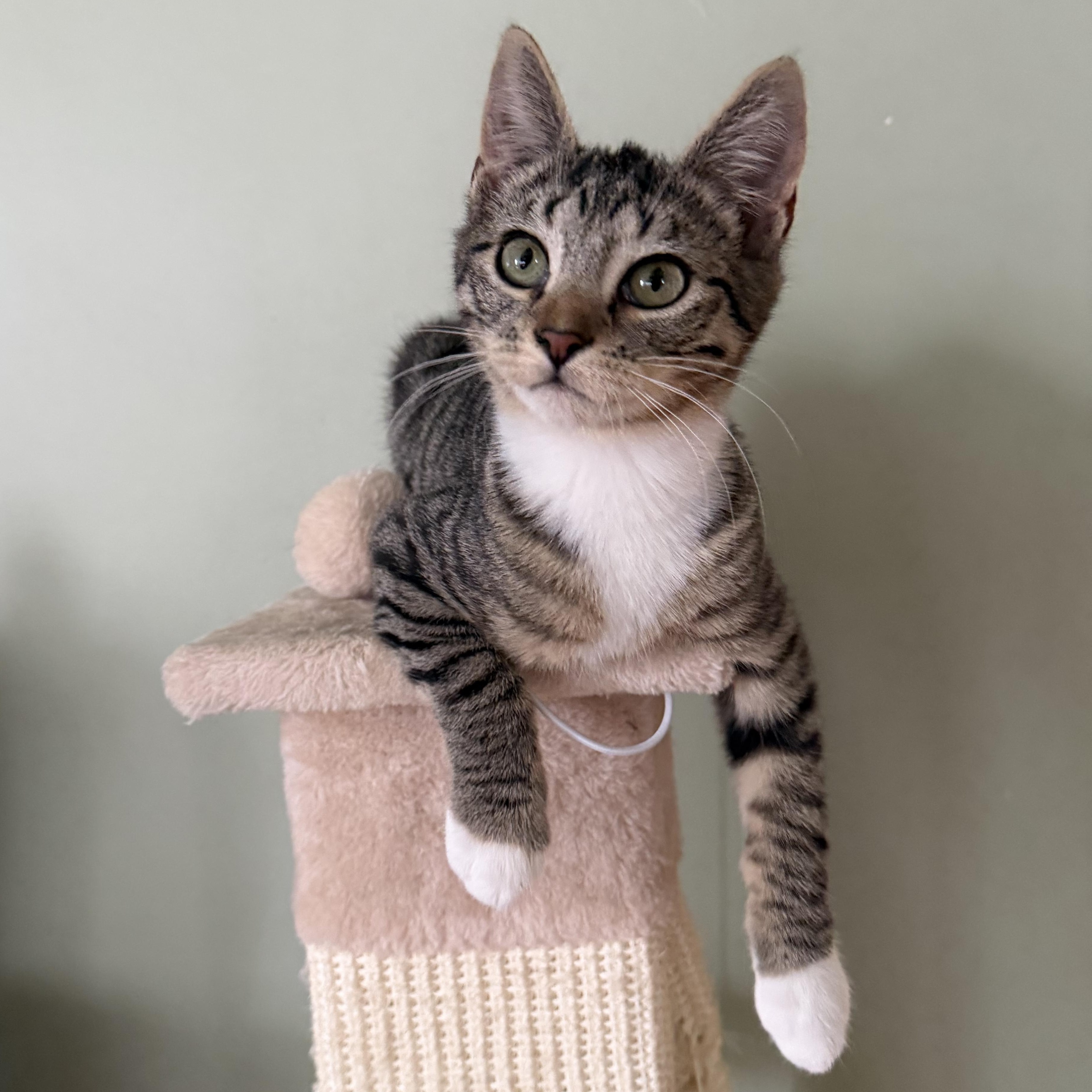 Treasure, ADOPTABLE, Kitten Female Tabby.