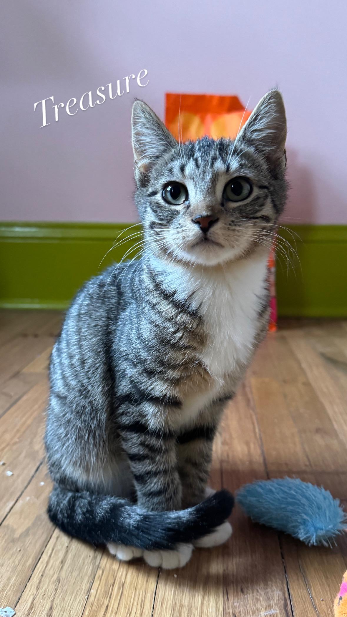 Enlarge Treasure, a ADOPTABLE Tabby in Brick, NJ image 5/5