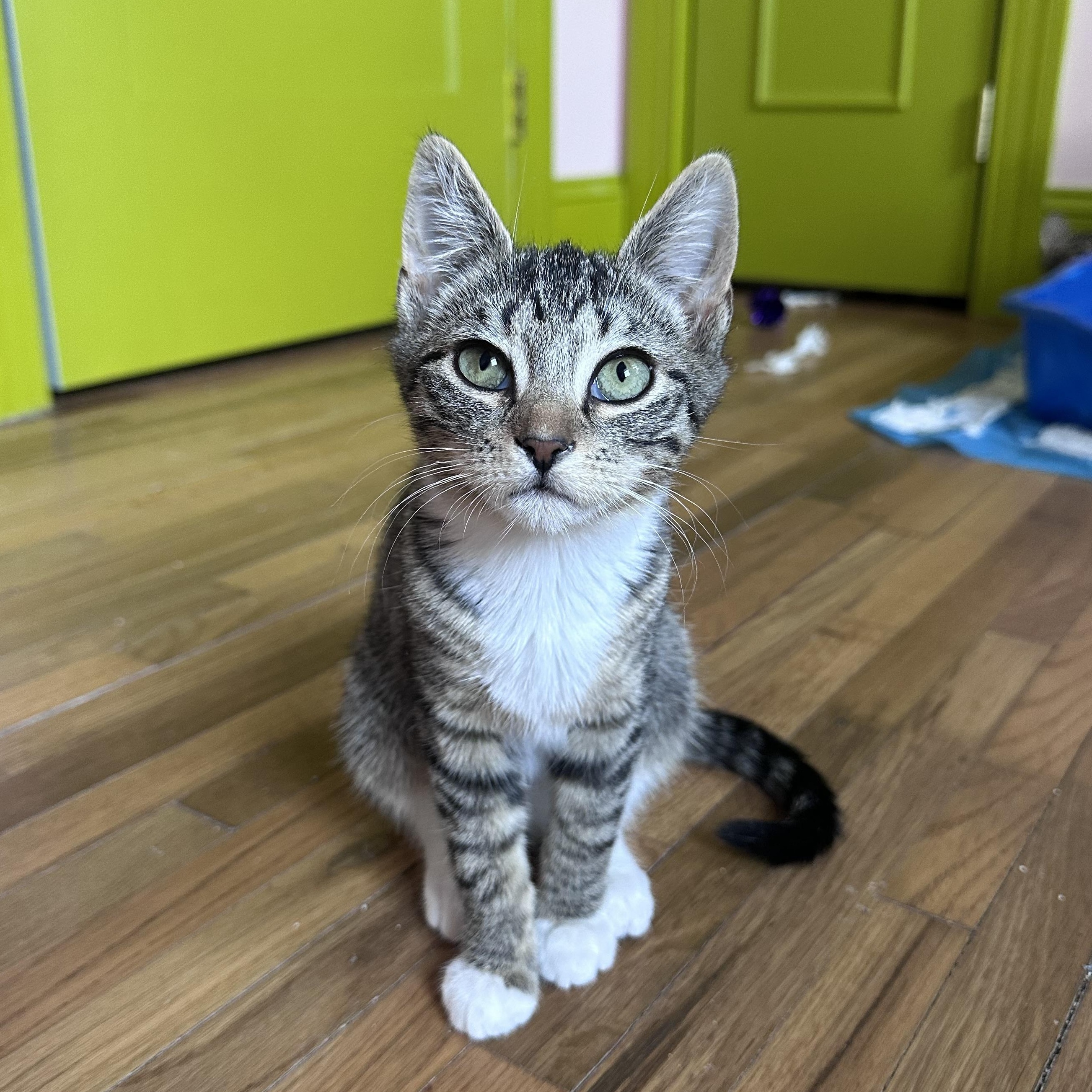 Enlarge Treasure, a ADOPTABLE Tabby in Brick, NJ image 4/5