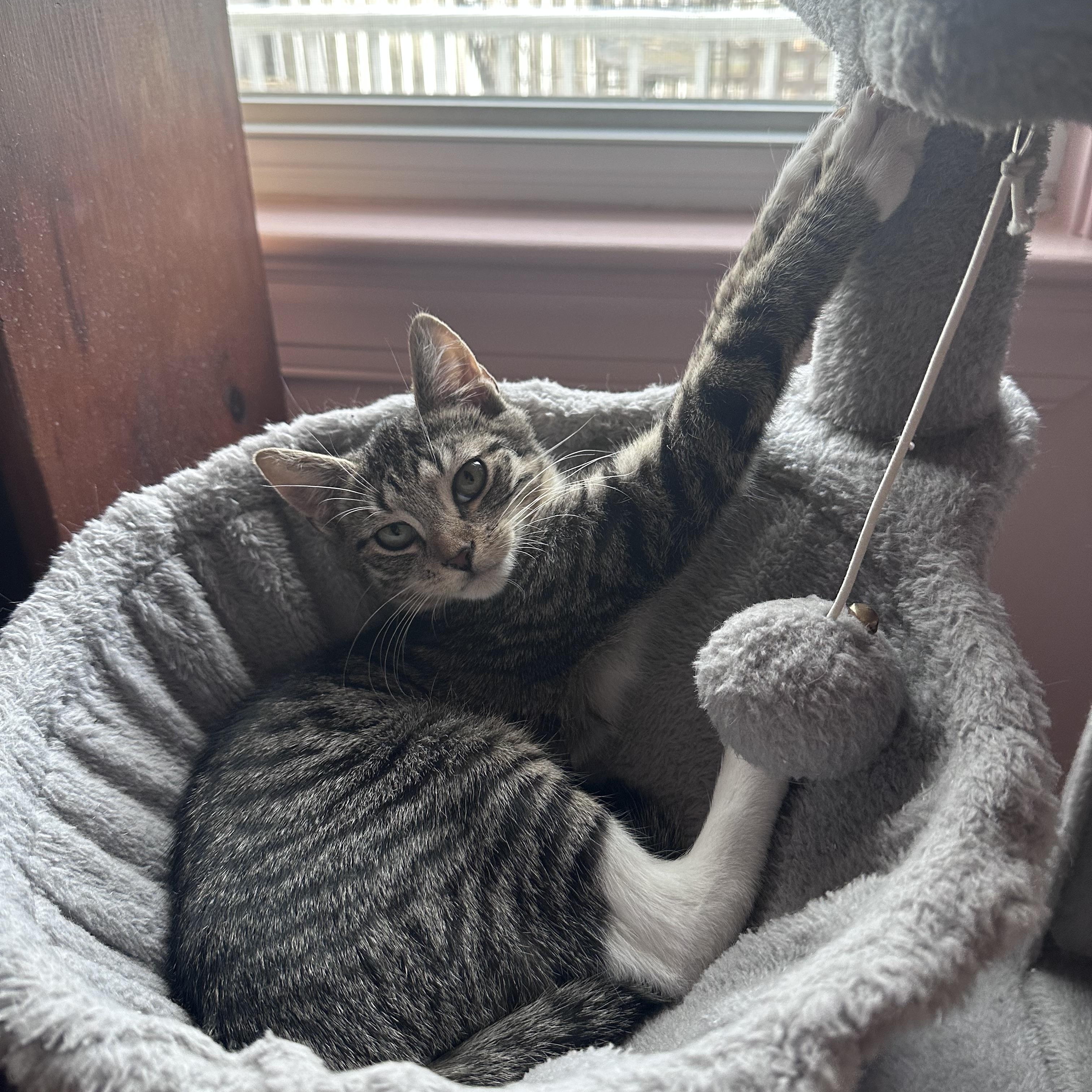 Treasure, ADOPTABLE, Kitten Female Tabby.