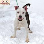 Enlarge Pip-Squeak, a ADOPTABLE mixed breed in Nashua, NH image 2/2