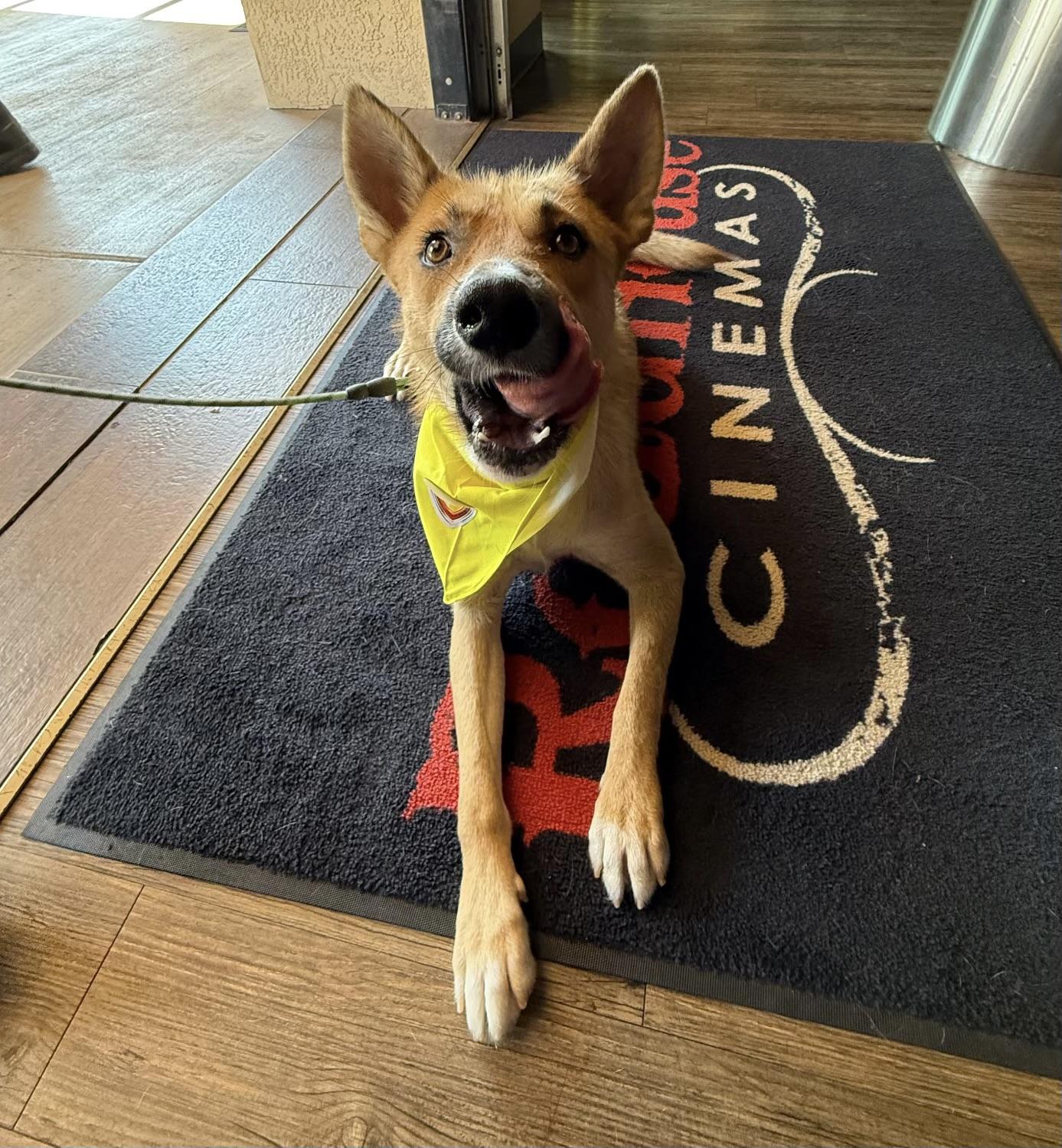 Jagger, ADOPTABLE, Young Male Carolina Dog & German Shepherd Dog.