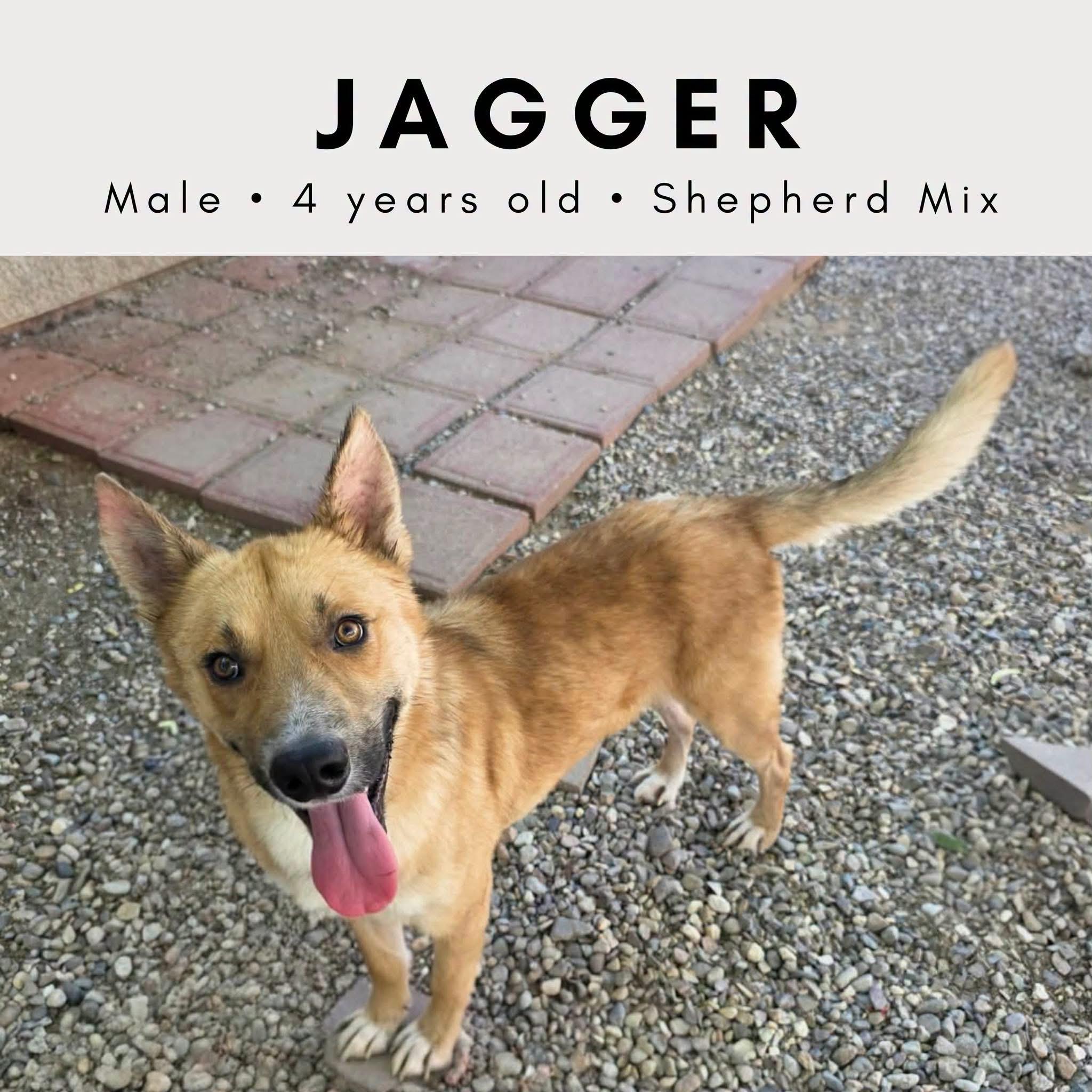 Enlarge Jagger, a ADOPTABLE mixed breed in Tucson, AZ image 1/1