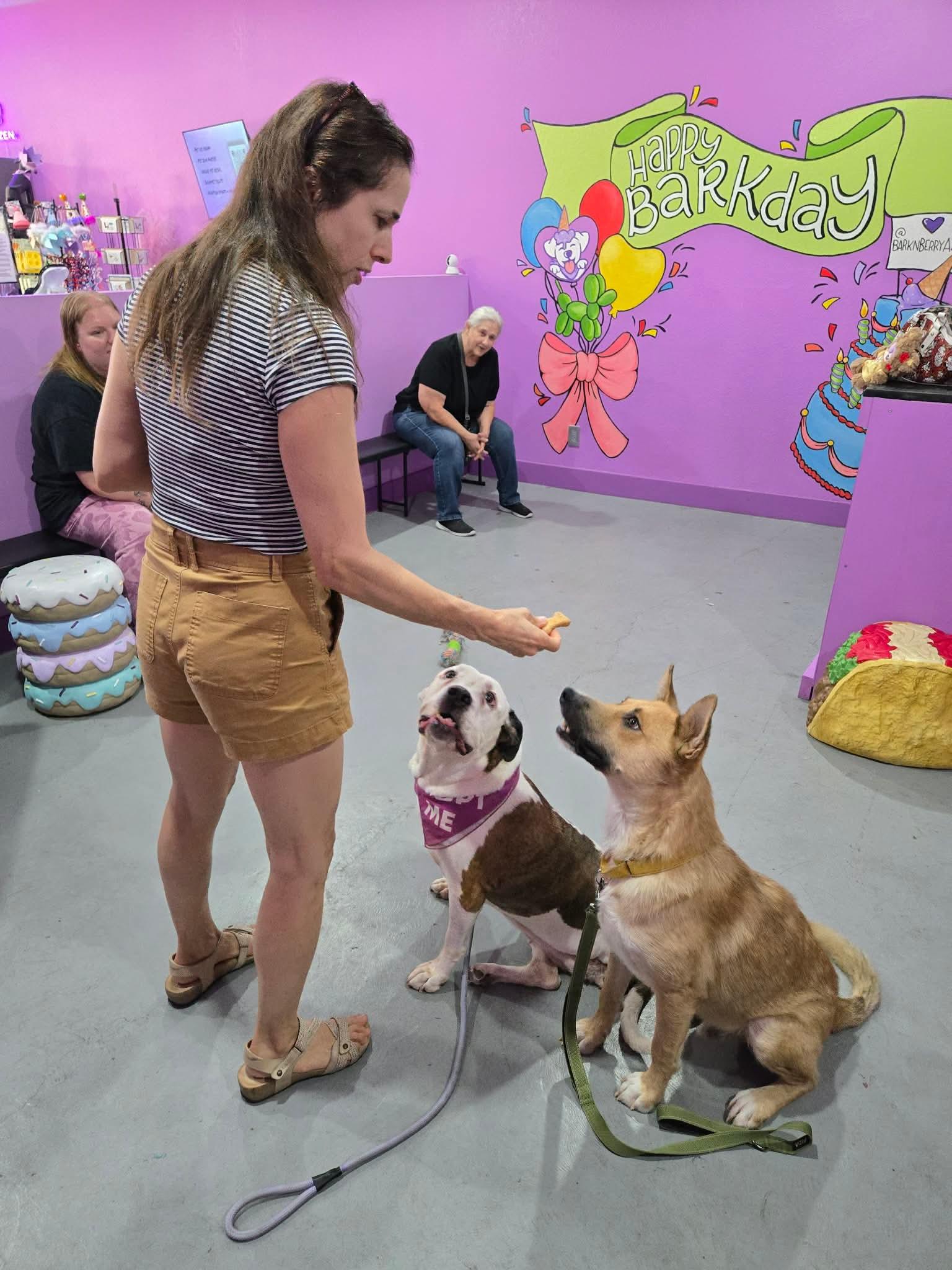 Enlarge Jagger, a ADOPTABLE mixed breed in Tucson, AZ image 4/5