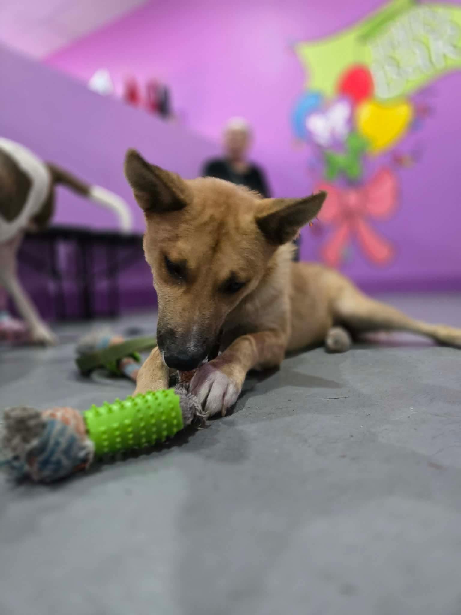 Enlarge Jagger, a ADOPTABLE mixed breed in Tucson, AZ image 5/5