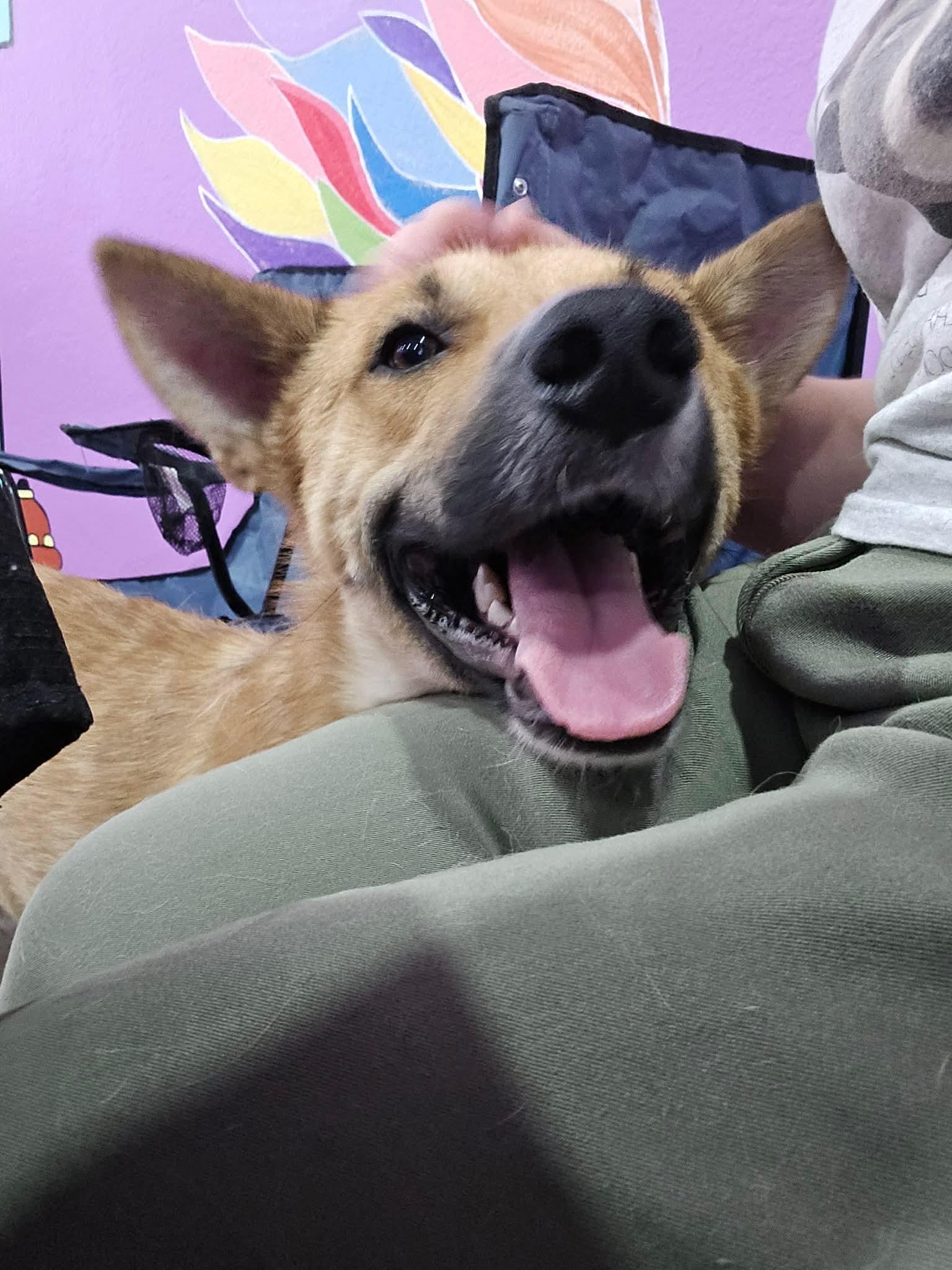 Enlarge Jagger, a ADOPTABLE mixed breed in Tucson, AZ image 2/5