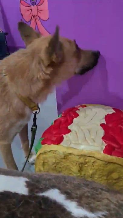 Enlarge Jagger, a ADOPTABLE mixed breed in Tucson, AZ video 3/5