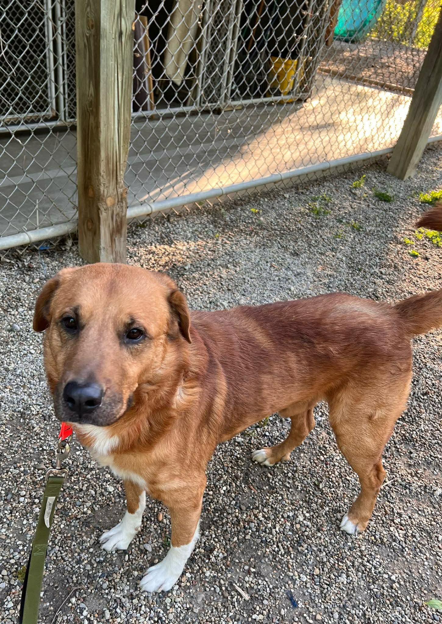Mack, an adopted mixed breed in Marseilles, IL image 2/2