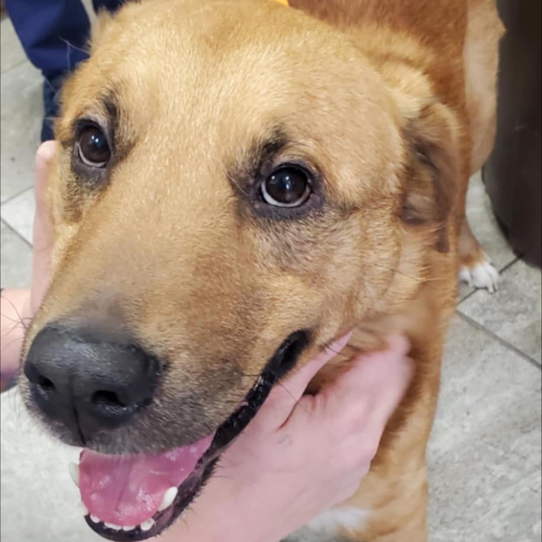 Mack, an adopted mixed breed in Marseilles, IL image 1/2