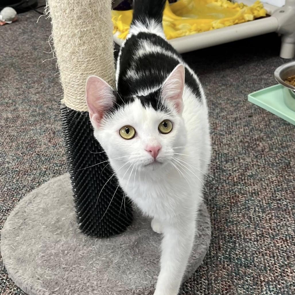 Enlarge Nessa, a Adoptable Domestic Short Hair in Hamburg, NY image 1/3