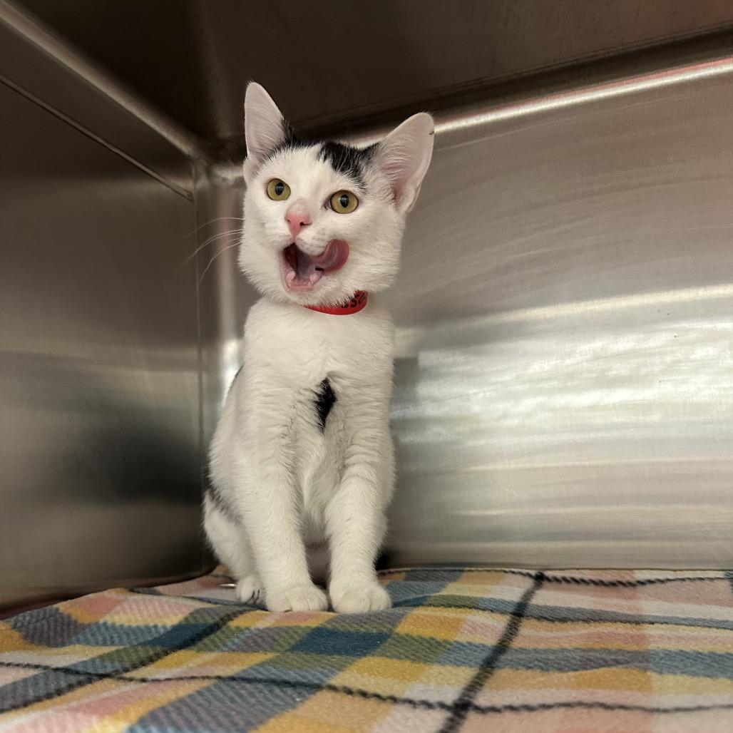 Enlarge Nessa, a Adoptable Domestic Short Hair in Hamburg, NY image 2/3
