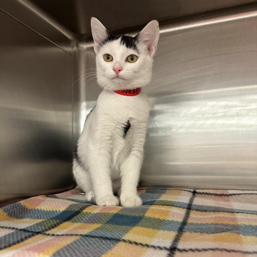 Enlarge Nessa, a Adoptable Domestic Short Hair in Hamburg, NY image 3/3