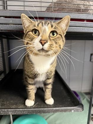 Blaze, Adoptable, Adult Male Domestic Short Hair & Domestic Short Hair.