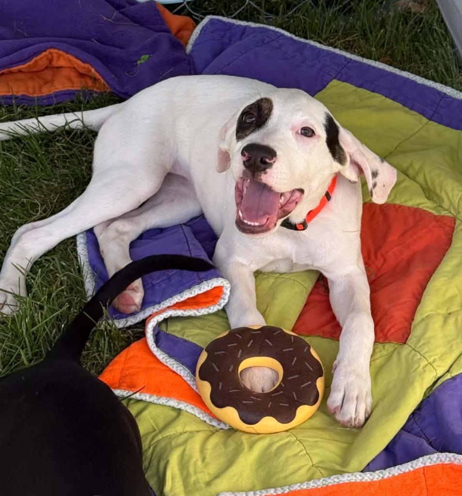 Enlarge Sandy, a Adoptable mixed breed in Salt Lake City, UT image 1/1