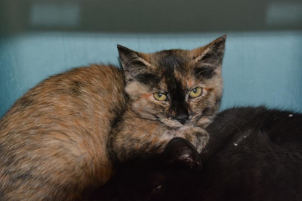 Enlarge Evelyn, a Adoptable Domestic Short Hair in Ontario, CA image 1/1