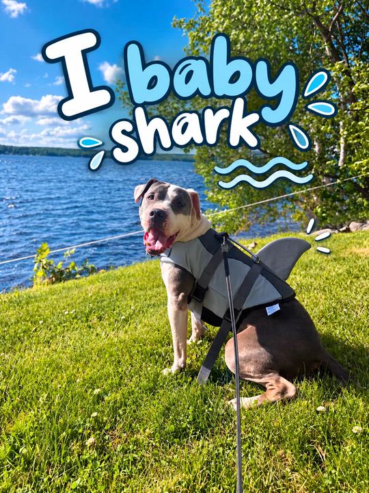 Enlarge Dozer, a Adoptable mixed breed in Danbury, CT video 6/6