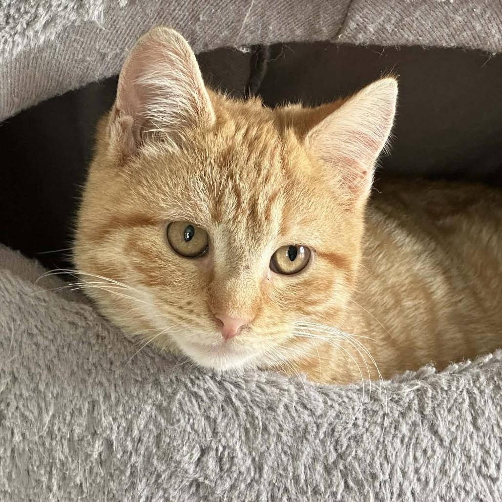 Enlarge Dreidel, a Adoptable Domestic Short Hair in South Haven, MI image 2/3