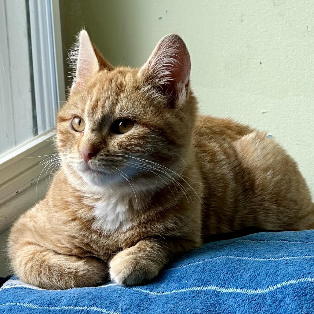 Enlarge Dreidel, a Adoptable Domestic Short Hair in South Haven, MI image 3/3