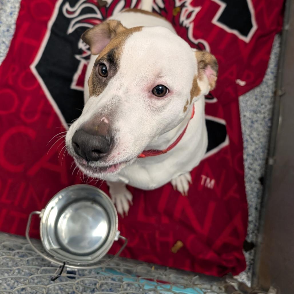 Derpadis, Adoptable, Adult Male Retriever.