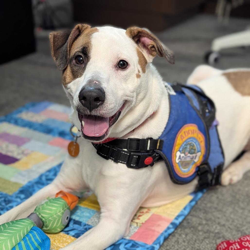 Enlarge Derpadis, a Adoptable Retriever in Greenville, SC image 2/6