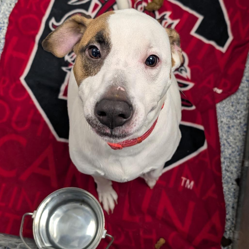 Enlarge Derpadis, a Adoptable Retriever in Greenville, SC image 3/6