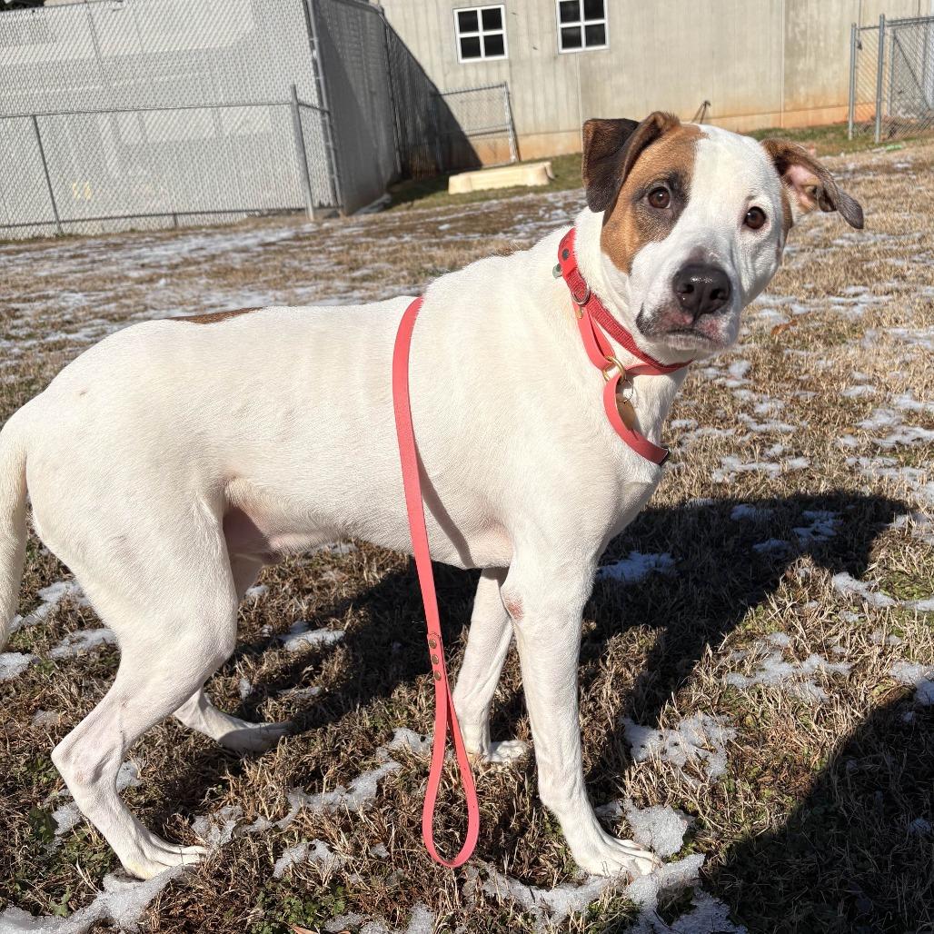 Enlarge Derpadis, a Adoptable Retriever in Greenville, SC image 5/6