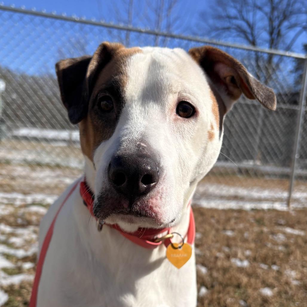 Enlarge Derpadis, a Adoptable Retriever in Greenville, SC image 6/6