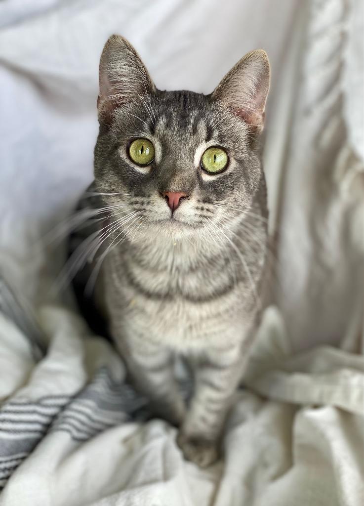 Chat, Adoptable, Young Male Domestic Short Hair.