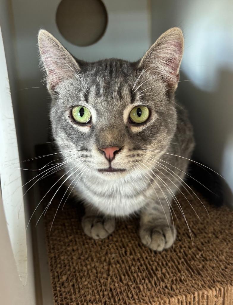 Enlarge Chat, a Adoptable Domestic Short Hair in Decorah, IA image 2/2