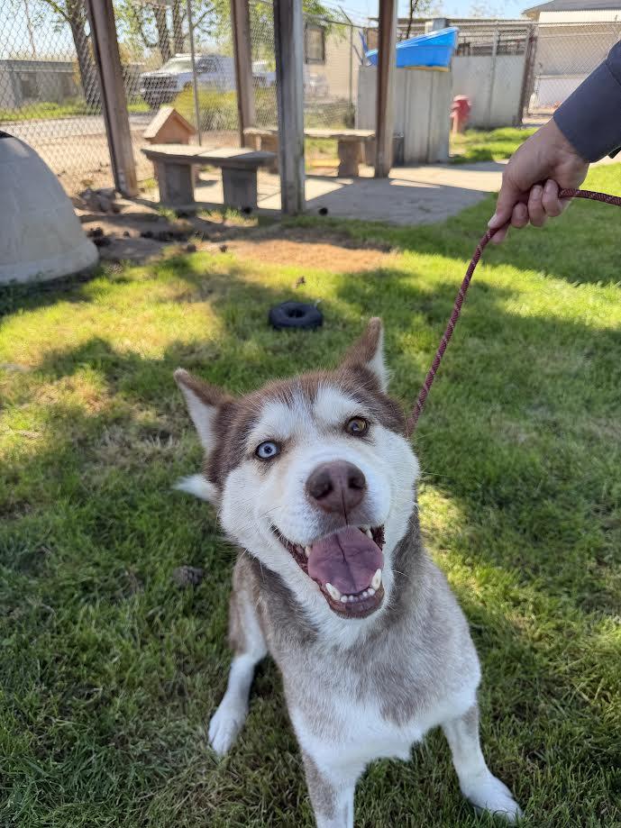 Enlarge Rosey, a ADOPTABLE Husky in Oakdale, CA image 1/1