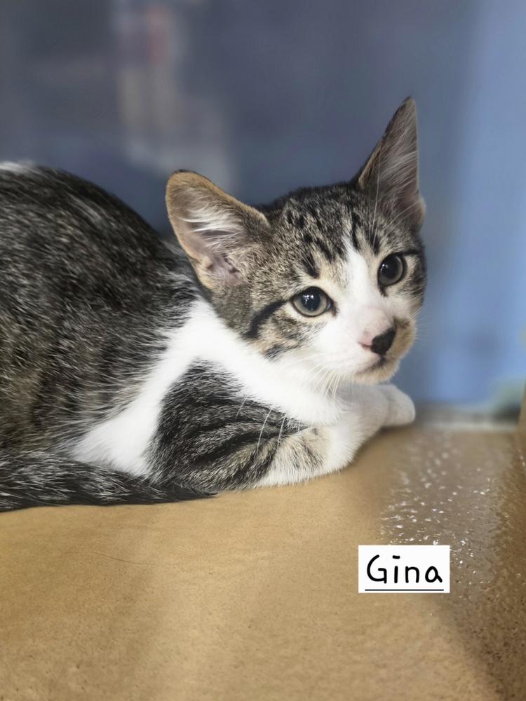 Gina GFRCC, Adoptable, Kitten Female Domestic Short Hair.