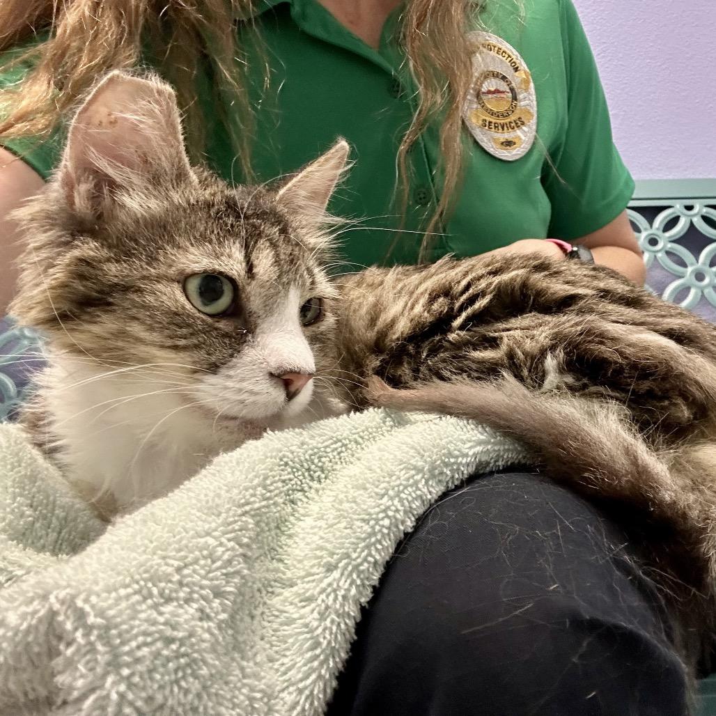 Greta, Adoptable, Adult Female Domestic Long Hair.