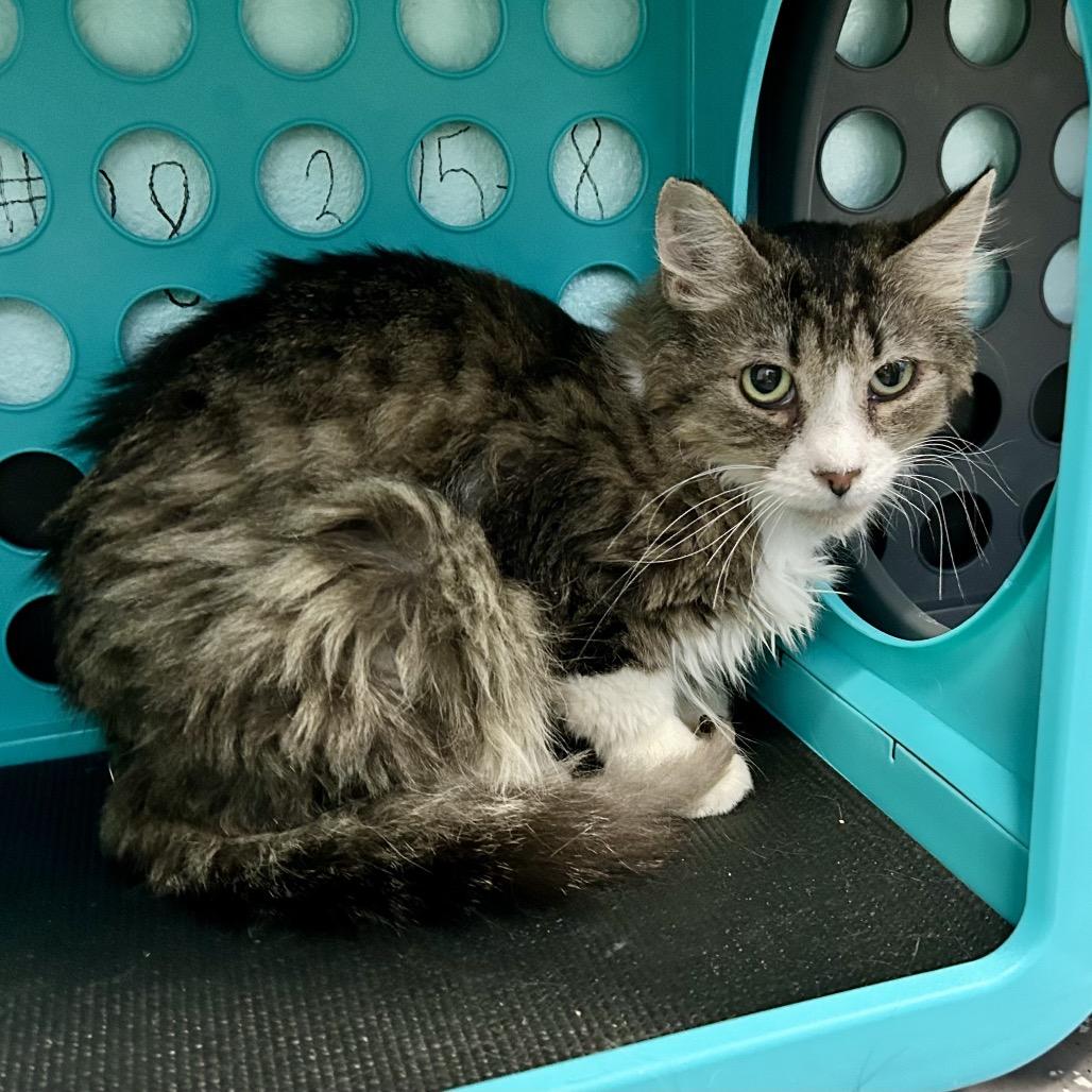 Greta, a Adoptable Domestic Long Hair in Henderson, NV image 2/5