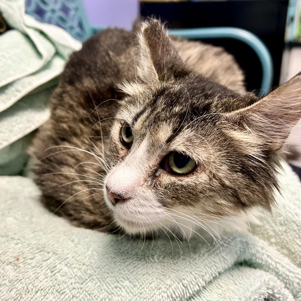 Greta, a Adoptable Domestic Long Hair in Henderson, NV image 3/5