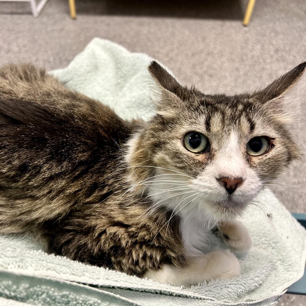 Greta, a Adoptable Domestic Long Hair in Henderson, NV image 4/5