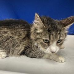 Greta, a Adoptable Domestic Long Hair in Henderson, NV image 2/2