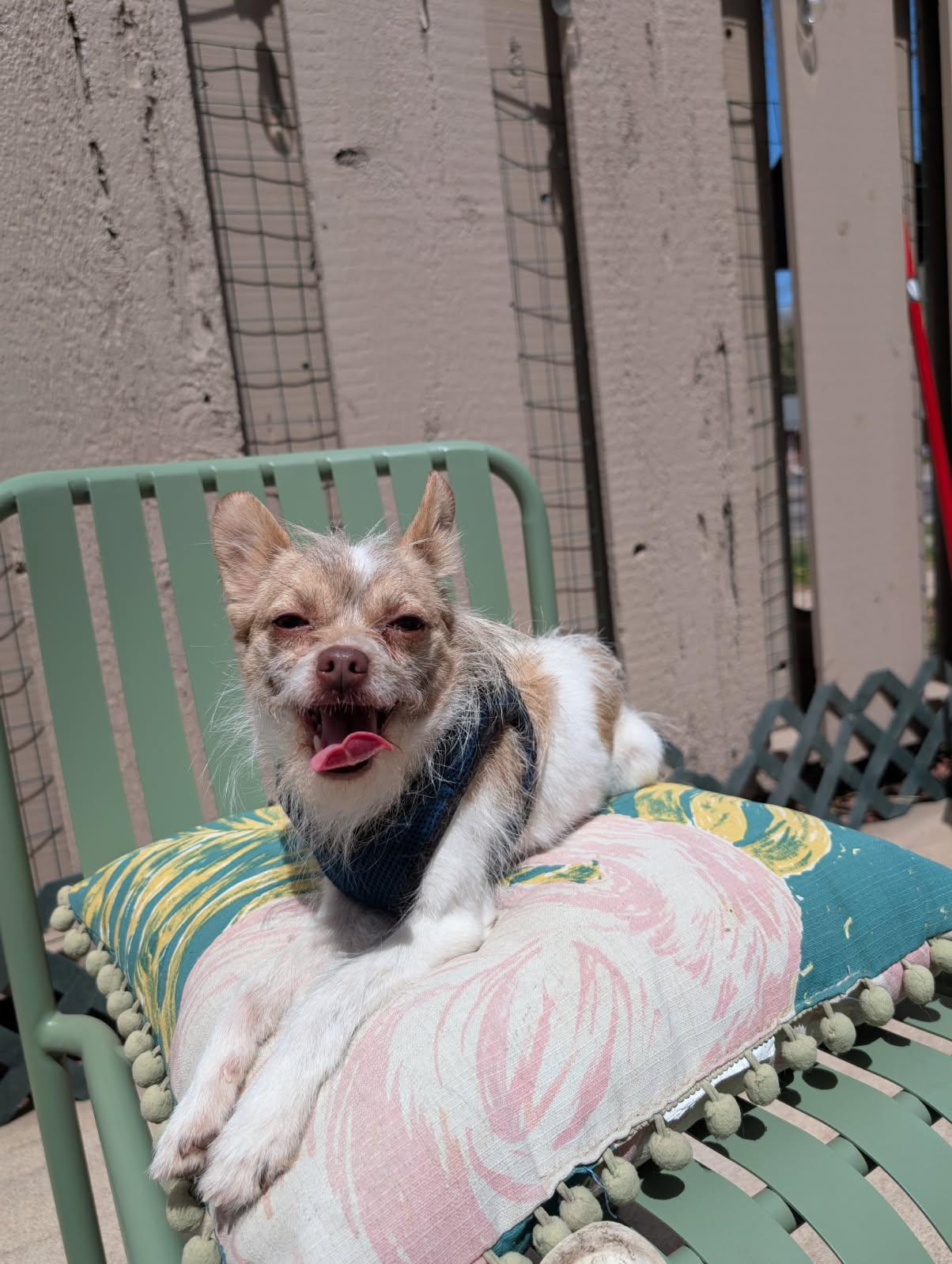 Gorda, Adoptable, Adult Female Jack Russell Terrier & Chihuahua.