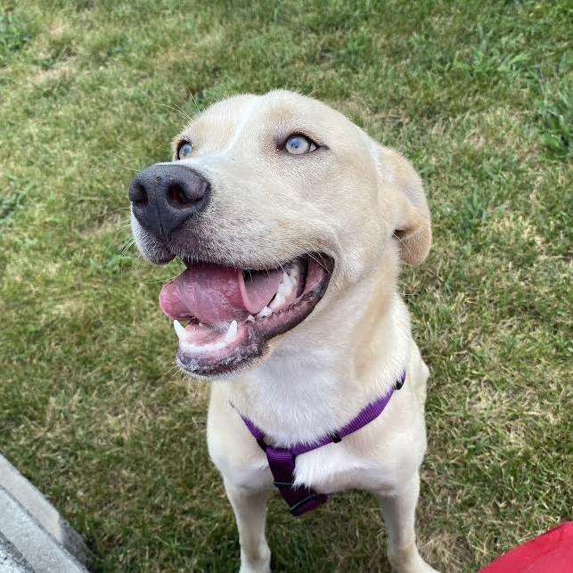 Heidi, Adoptable, Young Female Mixed Breed.