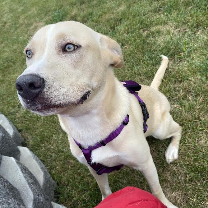 Enlarge Heidi, a Adoptable Mixed Breed in Fletcher, NC image 2/5