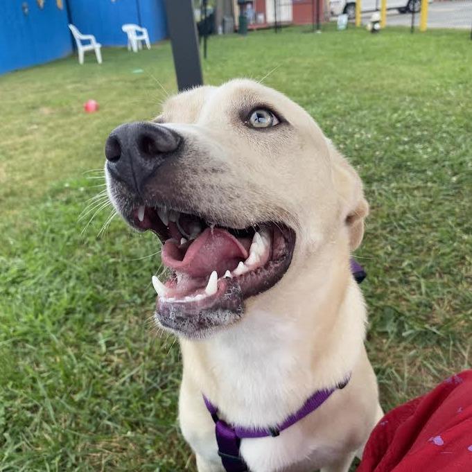 Enlarge Heidi, a Adoptable Mixed Breed in Fletcher, NC image 3/5