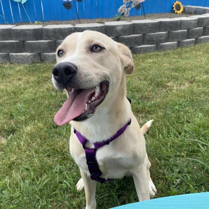 Enlarge Heidi, a Adoptable Mixed Breed in Fletcher, NC image 4/5