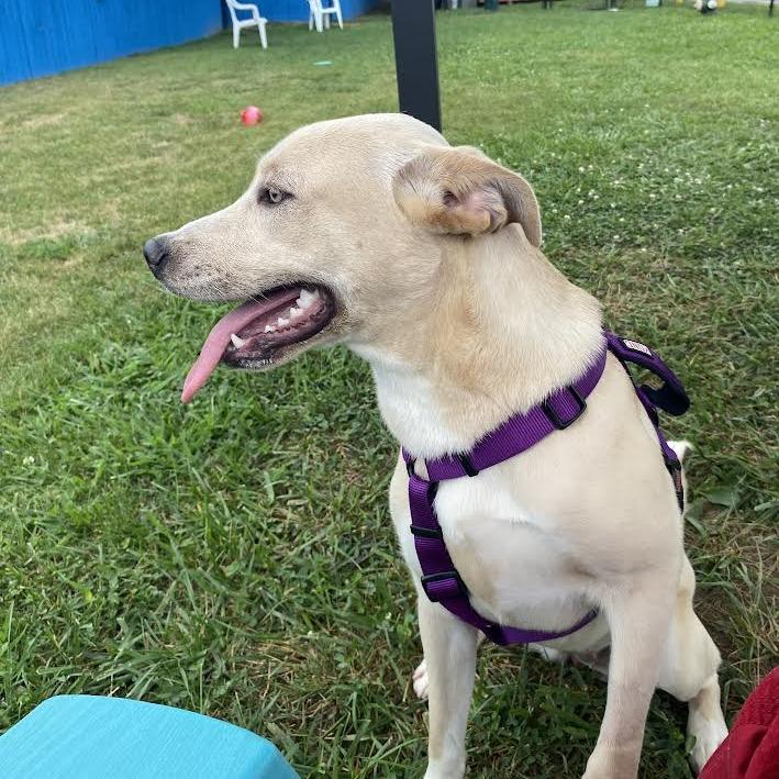 Enlarge Heidi, a Adoptable Mixed Breed in Fletcher, NC image 5/5