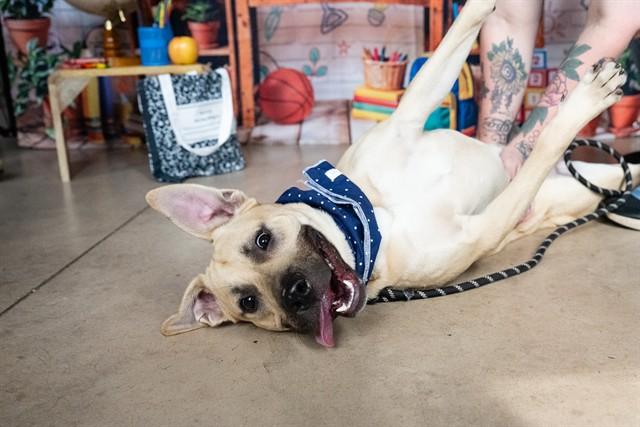 Enlarge LINKIN BARK, a Adoptable mixed breed in Minneapolis, MN image 1/1