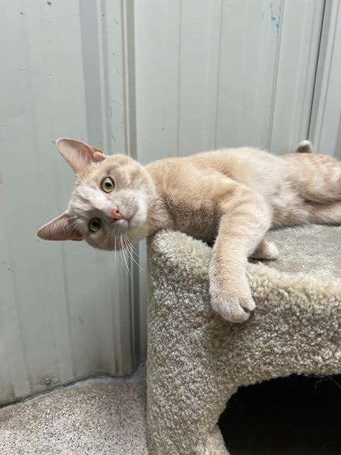 GOBLIN, an adoptable Tabby in Ironwood, MI, 49938 | Photo Image 3